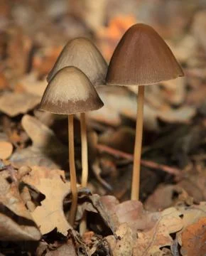 Magic Mushroom in the forest Stock-Fotos