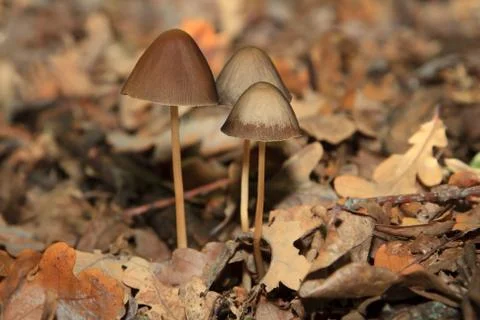 Magic Mushroom in the forest 스톡 사진