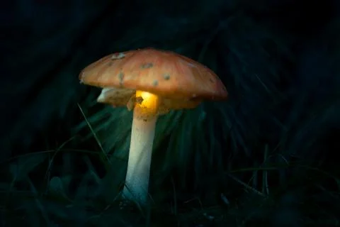 Magic mushroom in the forest Stock Photos