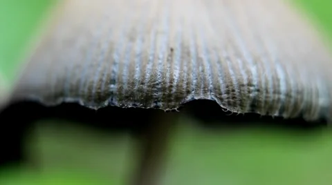Magic Mushroom Macro Video Video stock 36689912