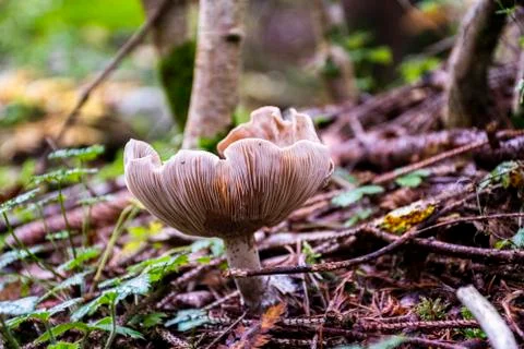 Magic mushroom one Stock Photos