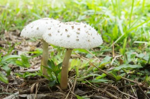 Magic mushroom Stock Photos