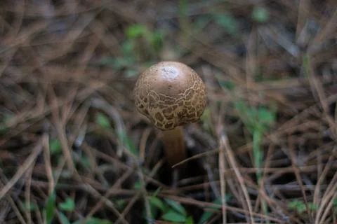 Magic Mushroom Stock Photos