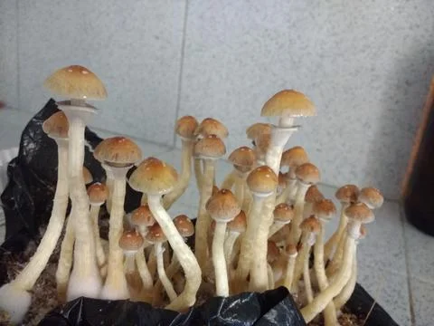 Magic mushroom Stock Photos