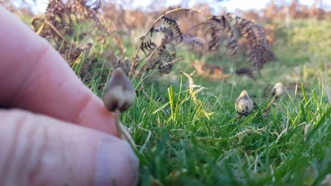 Magic mushroom psilocybin picked by hand in Wales. Stock Footage 129616484
