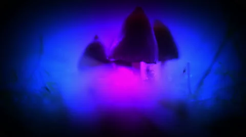 Magic mushrooms grass macro glowing light blue purple 360 pan artistic 4k uhd Stock Footage 56252086