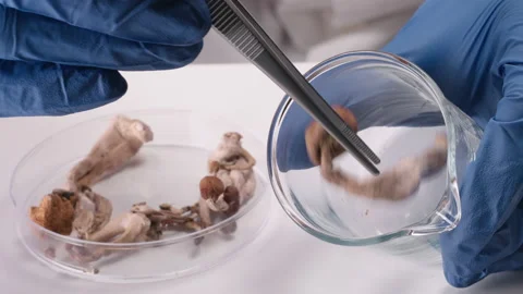 Magic mushrooms in laboratory Stock Footage 150940532
