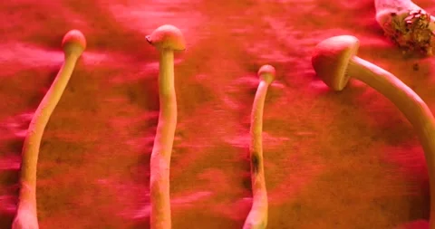 Magic Mushrooms Laying On A Baking Paper In Red Lighting. - slider right, Stock Footage 160533582