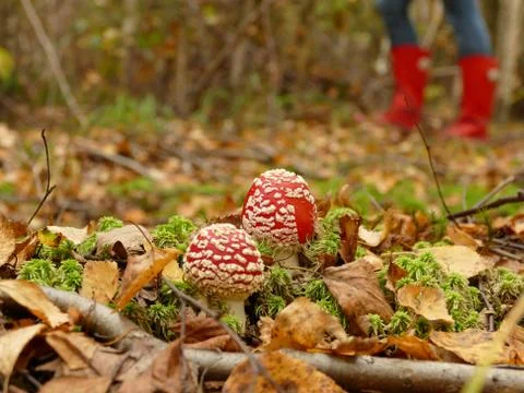 Magic mushrooms Stock Photos