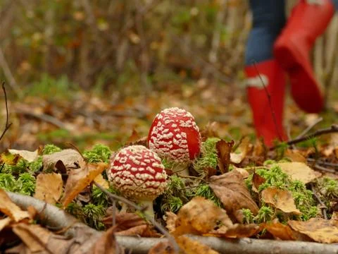 Magic mushrooms Stock Photos