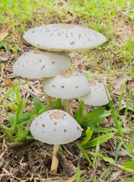 Magic mushrooms Stock Photos