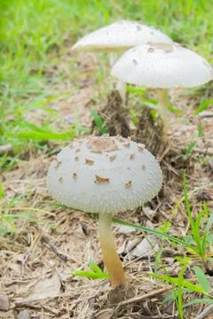 Magic mushrooms Stock Photos