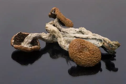 Magic Mushrooms Stock Photos