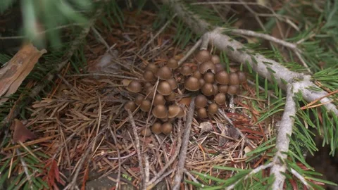 Magic mushrooms, with a small size shaped like an umbrella and grow on tree Video stock 194049775
