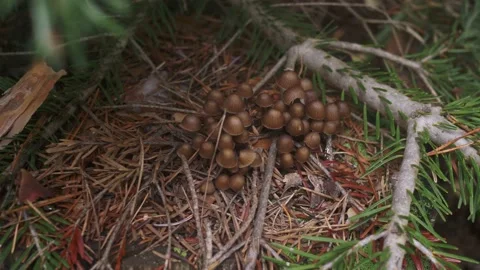 Magic mushrooms, with a small size shaped like an umbrella and grow on tree Video stock 194092970
