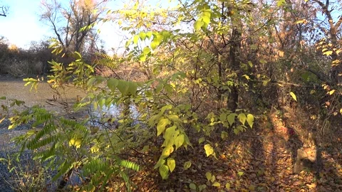 The magic of nature 動画素材 164233733