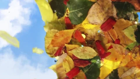 Magic Nature Unveil Stock After Effects