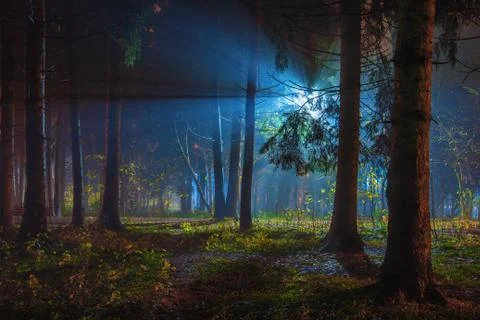 Magic night park Stock Photos
