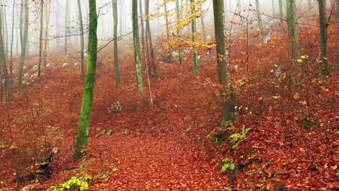 Magic orange red colored leaves in foggy forest landscape Stock Footage 337660382