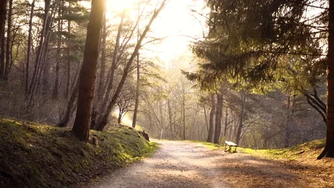 Magic park at sunset Stock Footage 89657191