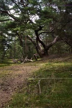 MAgic pine Stock Photos