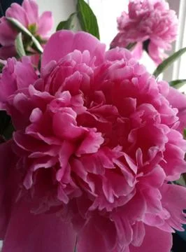 Magic pink peony Stock-Fotos