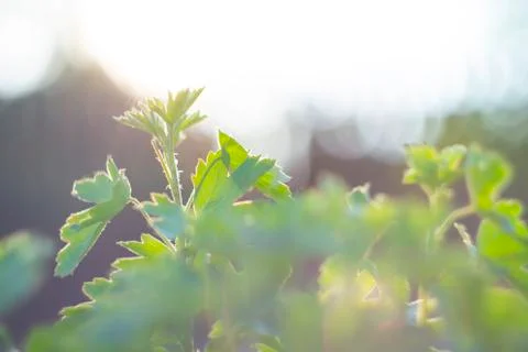 Magic plant in the sunlight Stock Photos