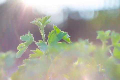Magic plant in the sunlight Stock Photos