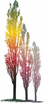 Magic poplar trees Stock Illustration