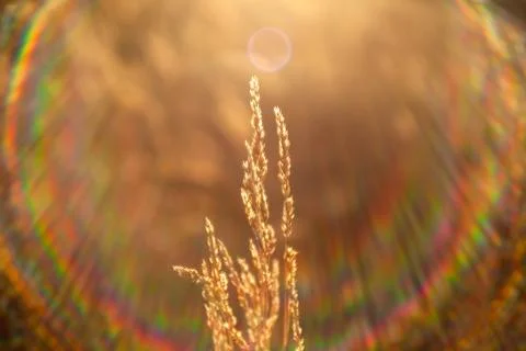 Magic rays of sunlight with rainbow colors shine on the ears of dry field plants Stock Photos