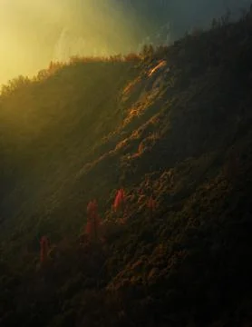 Magic Red Tree in Sequoia Autumn Sunset Stock Photos