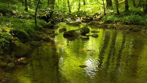 Magic reflection in forest river Video stock 129616117