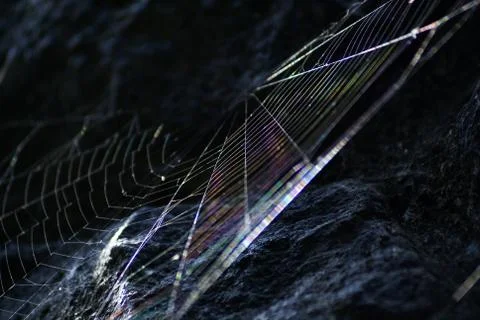 Magic reflection o a spiderweb Stock Photos