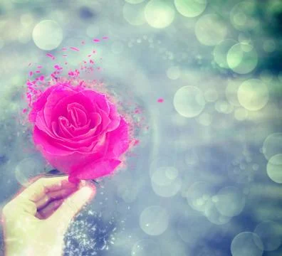 Magic Rose Illustrazione stock