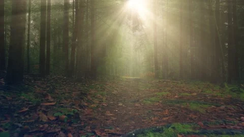 Magic slow flying above sunny path in the woods Stock Footage 229012830