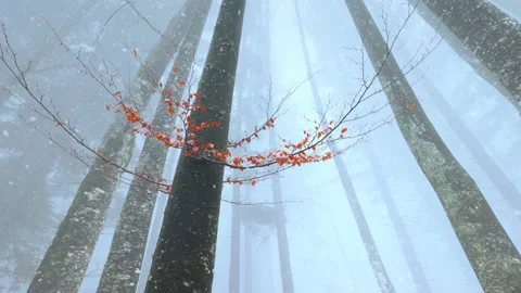Magic snow falling in the woods Stock Footage 229486474