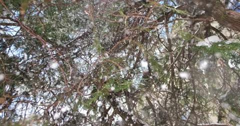 Magic snow falls from the trees. Stock Footage 146721523