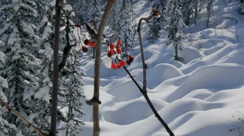 Magic snow forest and snowboarder Stock Footage 33404702