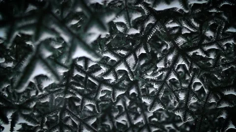 Magic snow from trees Video stock 59211189