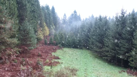 Magic snowfall in countryside forest landscape Stock Footage 119290264