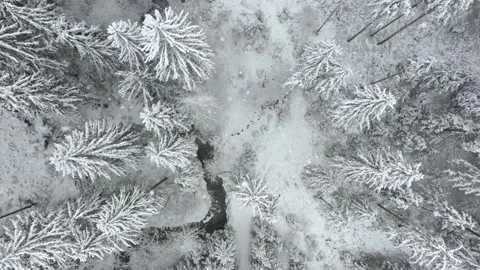 Magic snowfall in snowy alpine forest 動画素材 141383681
