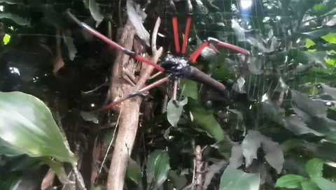 Magic spider Not as usual Video stock 237175361