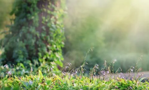 Magic spring forest at sunny day. Copy space Stock Photos