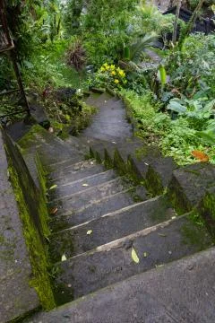 Magic stone steps going a long way up into a tunnel of freshly green dense Stock Photos