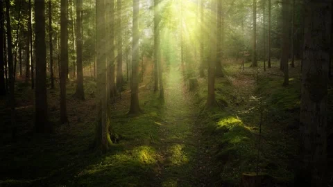 Magic sun beams in the woods with a path Vídeos de archivo 229539318