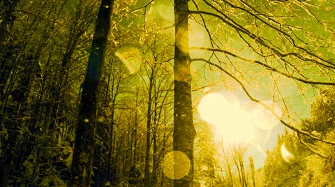 Magic sun flare. snow winter forest. slow motion 스톡 동영상 34535416