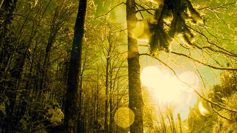 Magic sun flare snow winter forest slow motion Stock Footage 74090389