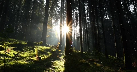 Magic sun light in dreamy forest with fireflies Stock Footage 344140374