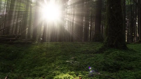 Magic sun light in mossy woods with fly Stock-Footage 322903242