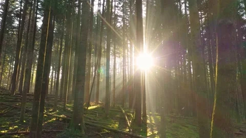 Magic sun rays and beams through trees Vídeo Stock 132462346